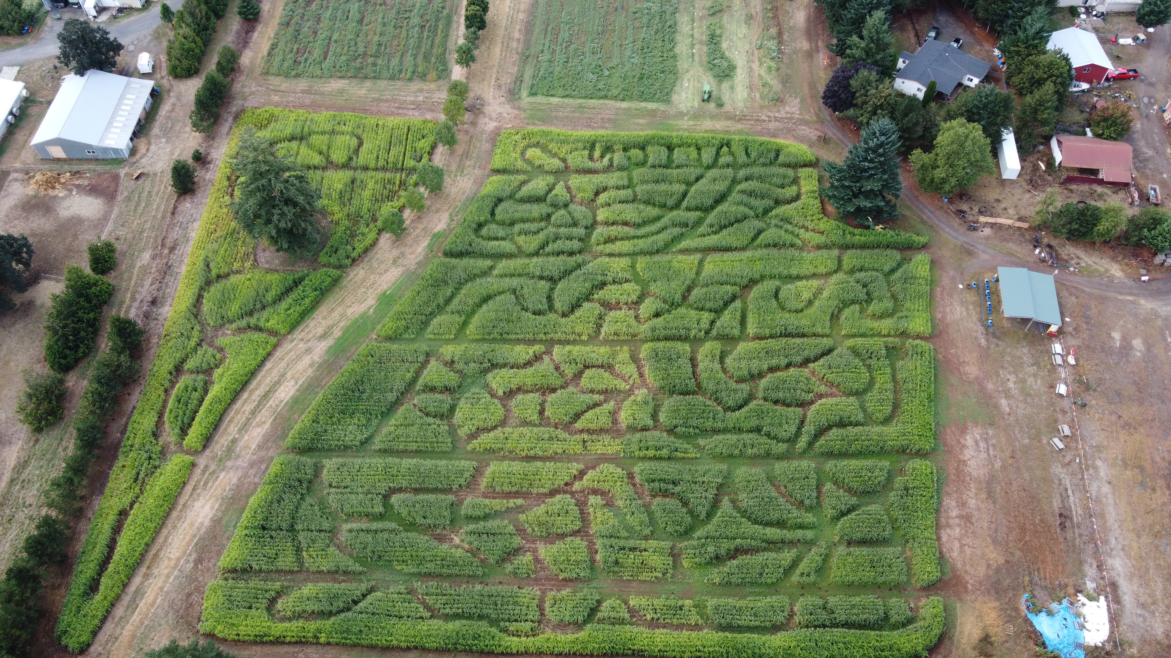 Walton Farm Corn Maze 2022